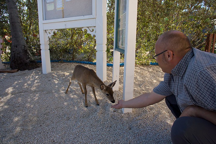Tourismus Human Impact Key Hirsch Odocoileus virginianus Key Deer